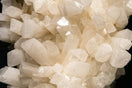 white flower buds in close up photography