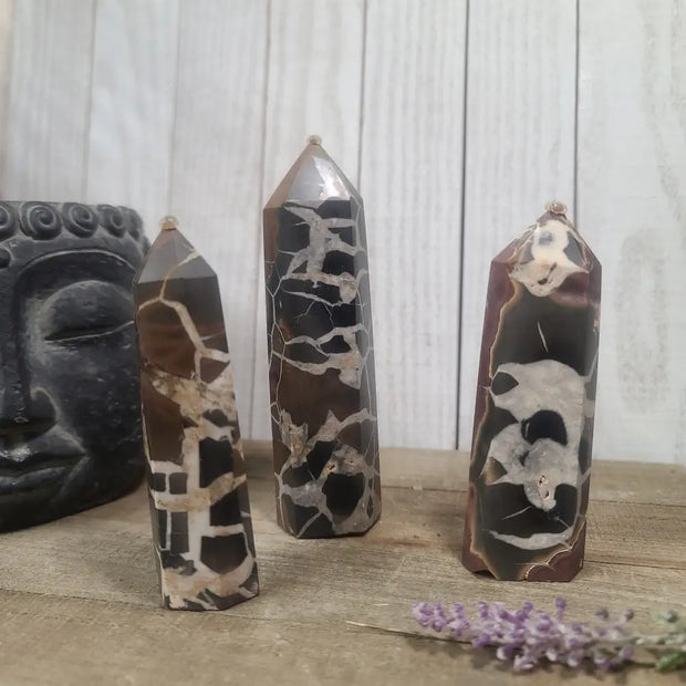 Hand-polished Black Septarian stone featuring bold yellow, brown, and black patterns, displayed on a white background.