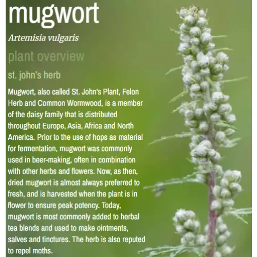 Bulk Herbs by the Half Ounce (.5 oz) - Mugwort - Herbs & Accessories
