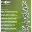 Bulk Herbs by the Half Ounce (.5 oz) - Mugwort - Herbs & Accessories