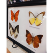 🦋✨ Butterfly Specimen Frame – Beauty Nature and Wonder 🌿 - butterflies-4pc - Home Decor