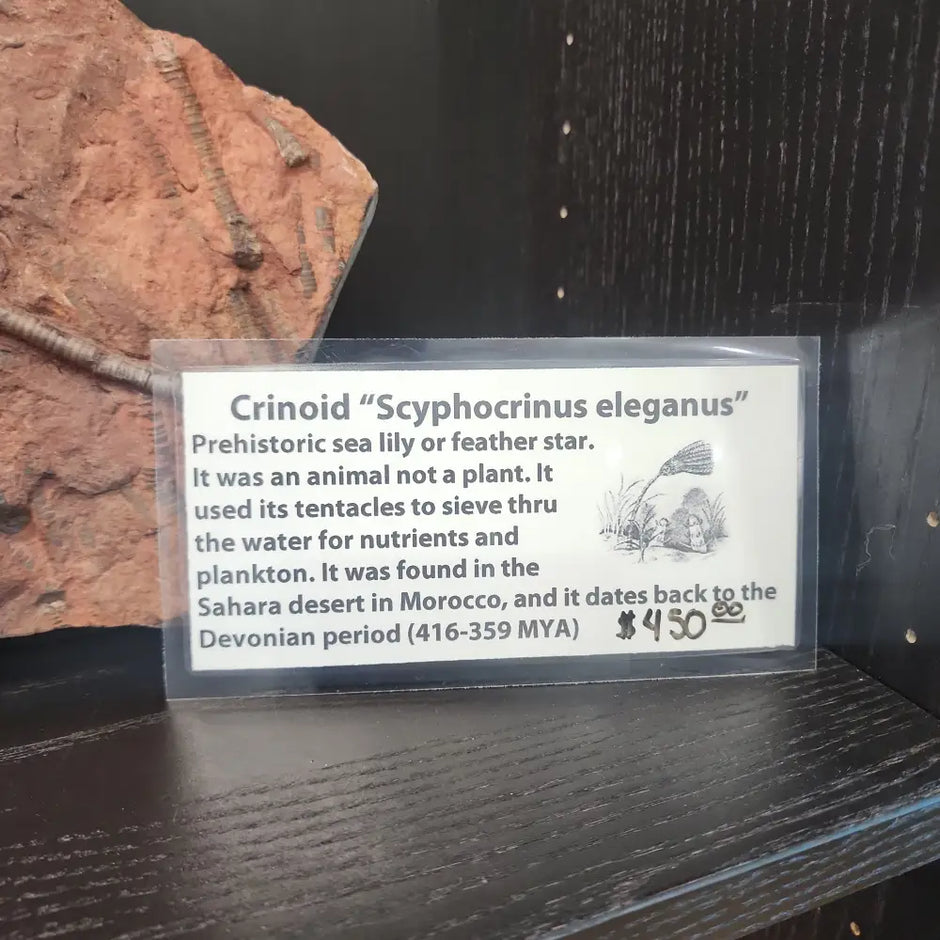 Crinoid 