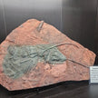 Crinoid 