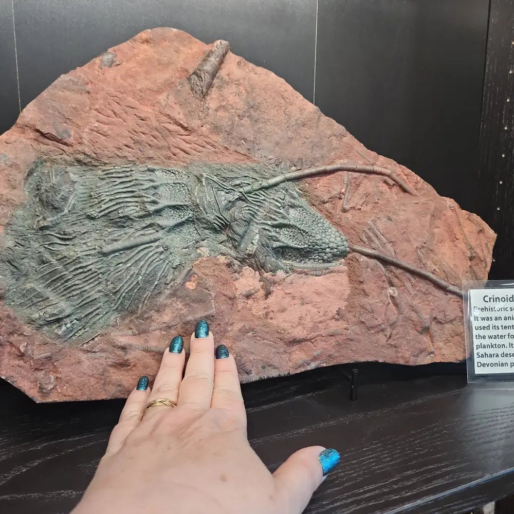 Crinoid 