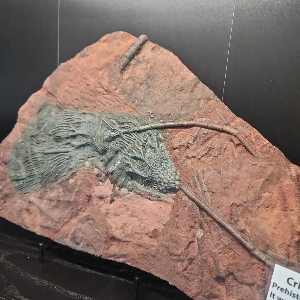 Crinoid 