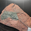 Crinoid 