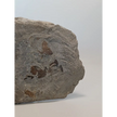 🦕✨ Devonian Brachiopods Fossil Specimen (4.5’’ x 4’’) – Ancient Wisdom and Earth’s History in Your Hands! ✨🦕
