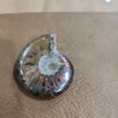 Gorgeous Ammonite Specimens - 4 - Specimens