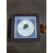 Moldavite Specimens - 2 - Specimens