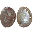 Natural abalone shell, 4–5 inches in size, with iridescent interior and unique natural markings, displayed on a white background. Perfect for burning loose herbs and sage during cleansing rituals.