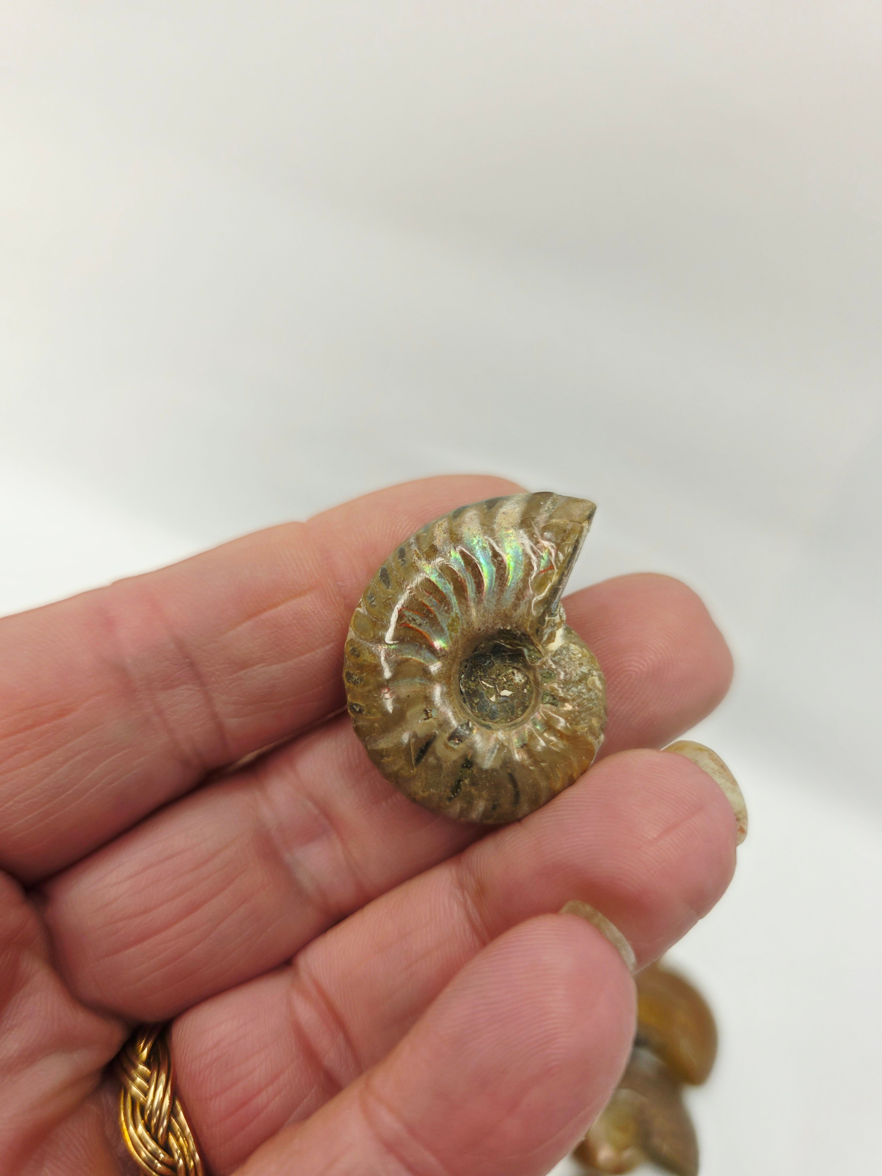 Ammonite Specimen (1 Inch to 1.5 Inch) – Intuitive Pick with Gorgeous Flash