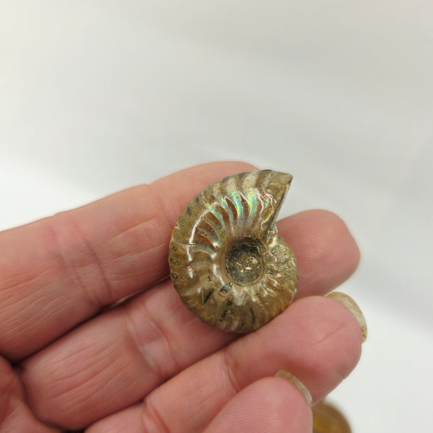 Ammonite Specimen (1 Inch to 1.5 Inch) – Intuitive Pick with Gorgeous Flash