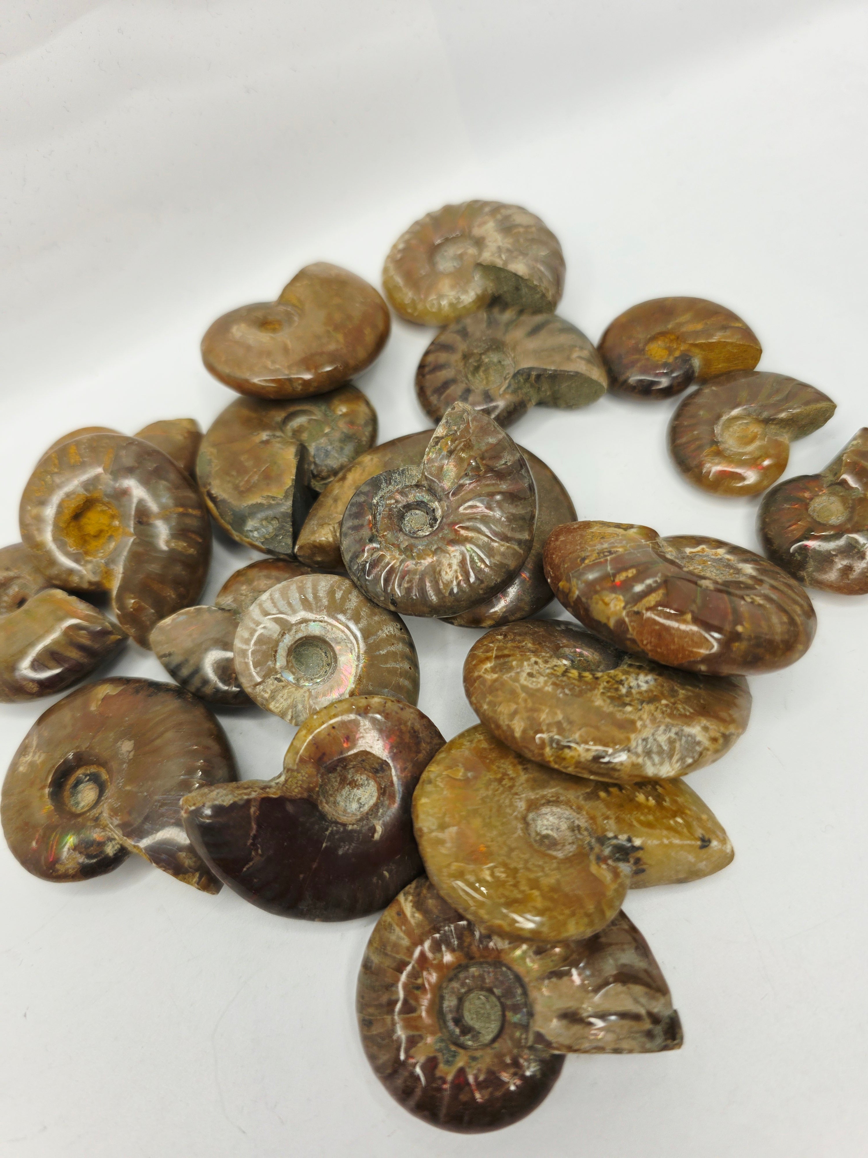 Ammonite Specimen (1 Inch to 1.5 Inch) – Intuitive Pick with Gorgeous Flash