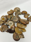 Ammonite Specimen (1 Inch to 1.5 Inch) – Intuitive Pick with Gorgeous Flash