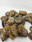 Ammonite Specimen (1 Inch to 1.5 Inch) – Intuitive Pick with Gorgeous Flash