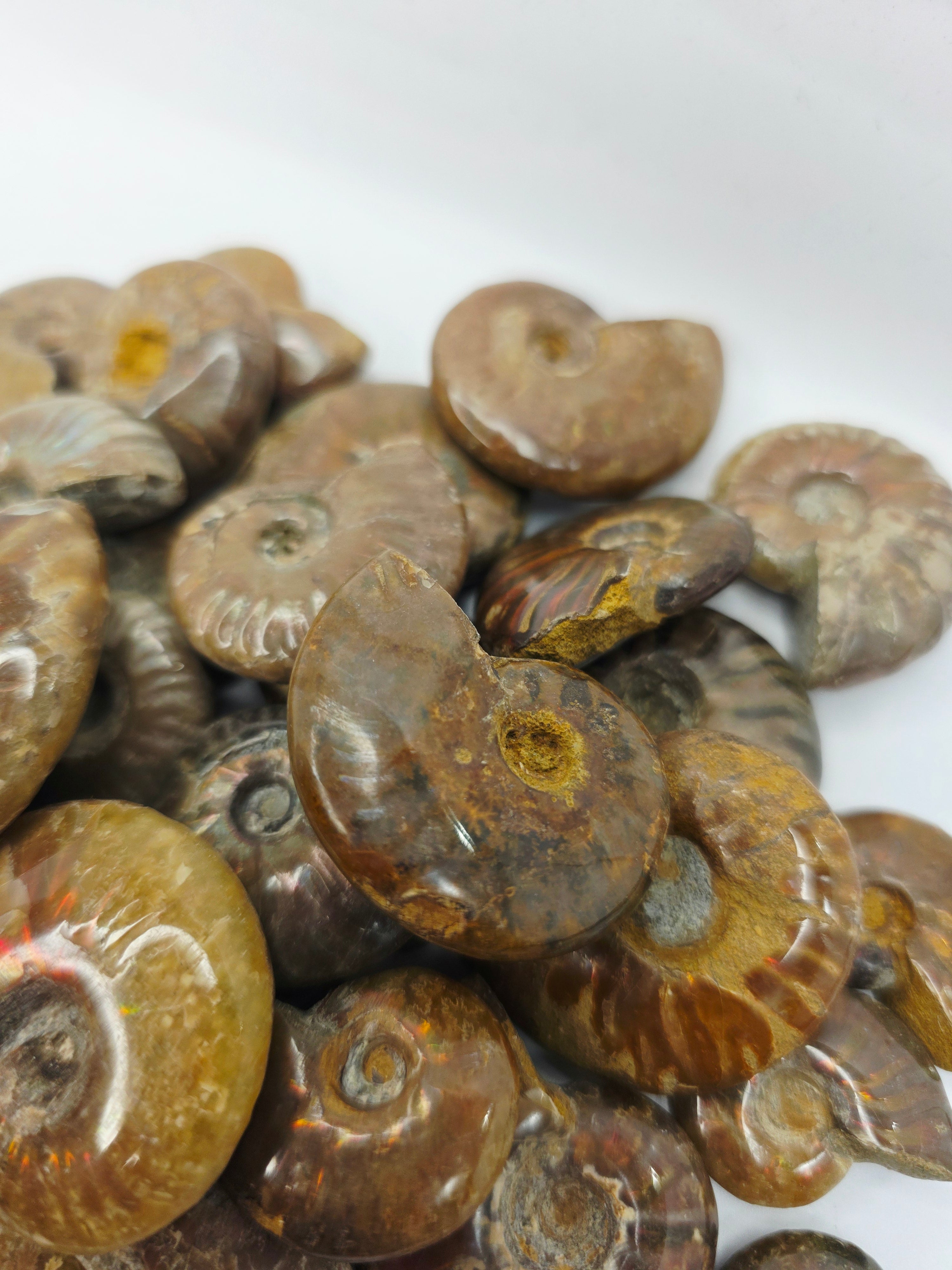 Ammonite Specimen (1 Inch to 1.5 Inch) – Intuitive Pick with Gorgeous Flash