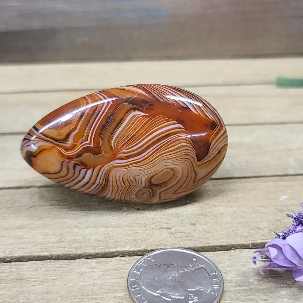 SardOnyx Palms - Medium - 05. SardOnyx Palm - PALM