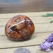 SardOnyx Palms - Medium - 17. SardOnyx Palm - PALM