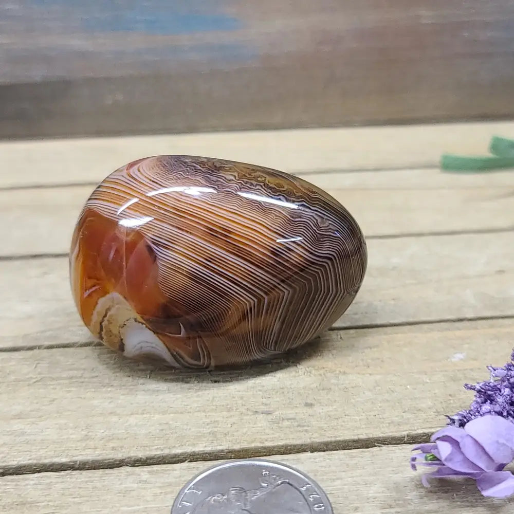 SardOnyx Palms - Medium - 18. SardOnyx Palm - PALM