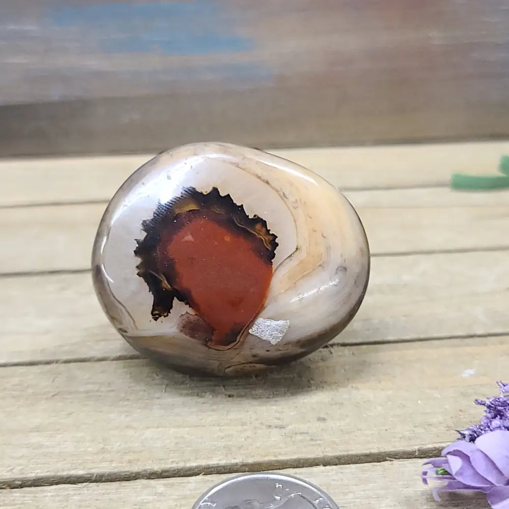 SardOnyx Palms - Medium - 19. SardOnyx Palm - PALM