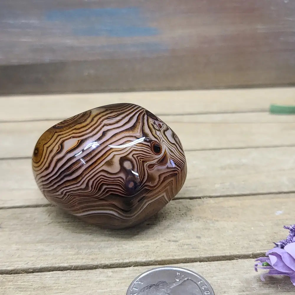 SardOnyx Palms - Medium - 28. SardOnyx Palm - PALM