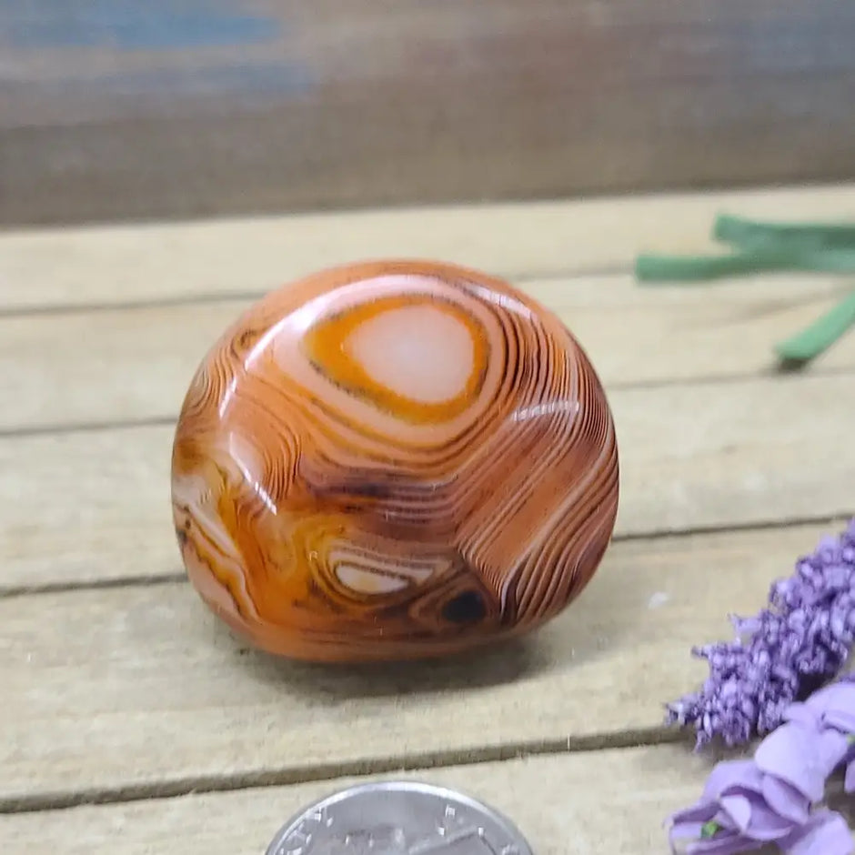 SardOnyx Palms - Medium - 36. SardOnyx Palm - PALM