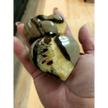 💛🤎 Septarian Hearts (approx. 2’’) – Nurturing Protection and Ancient Wisdom! 🤎💛 - Carvings